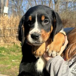 Girl 2 - Black, white and red female Greater Swiss Mountain Dog puppy in Lower Burrell, Pennsylvania from Polyanna’s GSMD