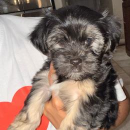 Aurora - Black and tan female Shorkie puppy in Pueblo West, Colorado from Little Paws Poodles
