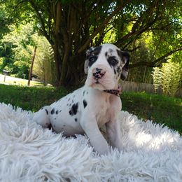 Great Dane Puppies from Gentle Giants of Tennessee Great Danes