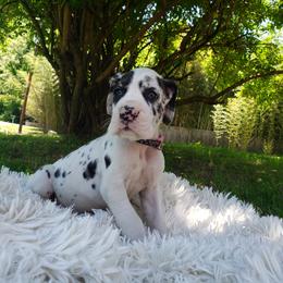 Great Dane Puppies from Gentle Giants of Tennessee Great Danes