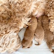 Double Doodle Puppies from Hansen Homestead Pups