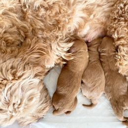 Double Doodle Puppies from Hansen Homestead Pups