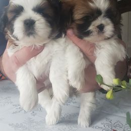 French Bulldog and Shih Tzu Puppies from French Bulldogs Planet