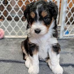 Star - Black tri-color female Aussiedoodle puppy in New Durham, New Hampshire from Ridgeview Aussiedoodles