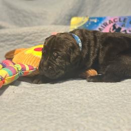 Miracle City Blue - Black male Cane Corso puppy in Conroe, Texas from Miracle City