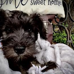 Miniature Schnauzer Puppies from Sophie’s Choice Puppies