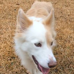 Mojo - Border Collie
