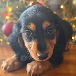 Altas - Black and tan male Dachshund puppy in Coopersburg, Pennsylvania from Barks and Burrows
