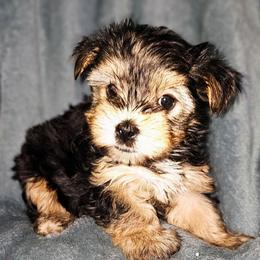 Petunia - Black and tan female Yorkshire Terrier puppy in Thornville, Ohio from My precious yorkies