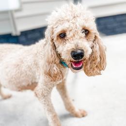 Meg - Goldendoodle