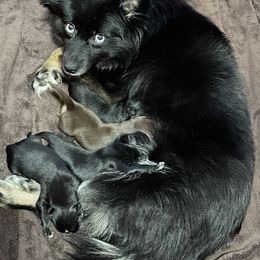 Pomsky Puppies from Michelle's Pomskies