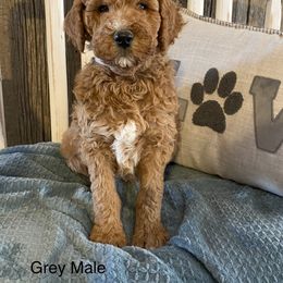 Goldendoodle Puppies from Jozlyn’s Pups