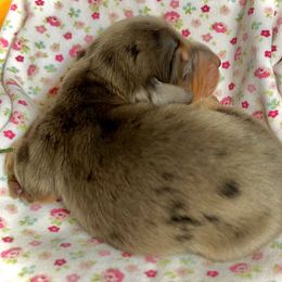 Aussiedoodle, Australian Shepherd, Dachshund, and Miniature Australian Shepherd Puppies from Bline’s Awesome Aussies at the Bline Family Farm