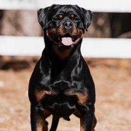 Margo - Rottweiler