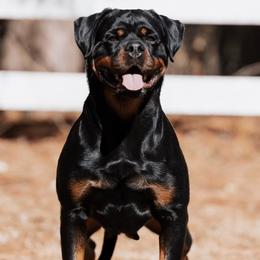 Margo - Rottweiler