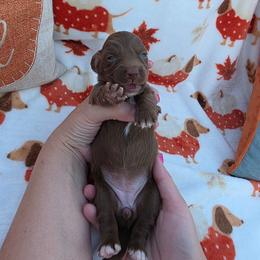 Chocolate girl - Chocolate female Dachshund puppy in West Plains, Missouri from Spring Creek Dachshunds