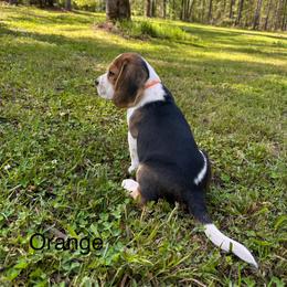 Baby Boy - Black tan and white male Beagle puppy in Monticello, Georgia from Beaglelove