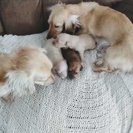 "Cindy helping Sassy with her babies" Dachshund Puppies from Leroux Creek Cream Dachshunds