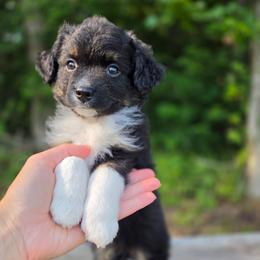Kermit - Black tri male Miniature Australian Shepherd puppy in Bethel Springs, Tennessee from Debbie's Miniature Australian Shepherds
