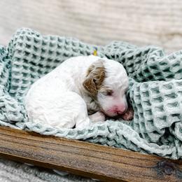 Prancer - Parti female Goldendoodle puppy in Montgomery, Texas from Dacus Doodles