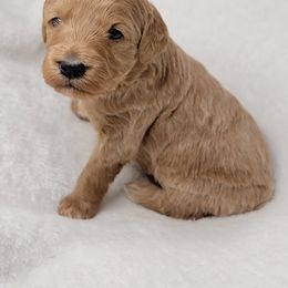 Goldendoodle Puppies from Lake Village Doodles