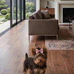Arwen - Yorkshire Terrier