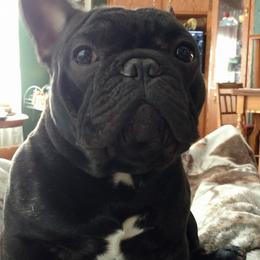 French Bulldog All Grown Up from Biglovebullys