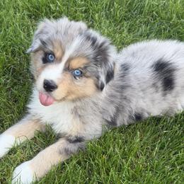 Boy 1 - Blue merle male Australian Shepherd puppy in Flemington, New Jersey from Aislin Fields