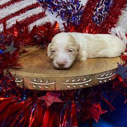 MWM1 red or cream - Cream male Dachshund puppy in Carthage, Texas from Rafter C Ranch Doxies