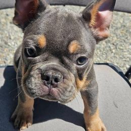 Jet - Blue male French Bulldog puppy in Gerber, California from In The Zone Dog Training and Breeding