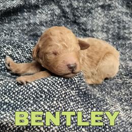 Bentley - light green collar - Apricot male Goldendoodle puppy in Hendersonville, Tennessee from Ben's Best Buddy Goldendoodles