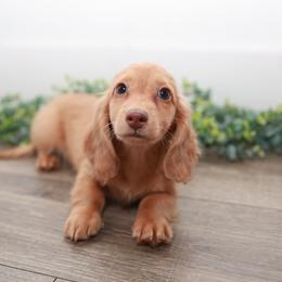 DOC - Dapple male Dachshund puppy in Indiantown, Florida from Turquoise River Minature Dachshunds