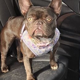 Coco Queen - French Bulldog