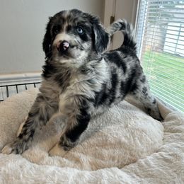Aussiedoodle Puppies from Royal Paw Aussiedoodles
