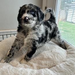 Aussiedoodle Puppies from Royal Paw Aussiedoodles