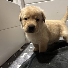 Gus - Yellow male Labrador Retriever puppy in Mesa, Arizona from Merakxel Kennels