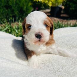 Princess Peach - Sable female Bernedoodle puppy in Sandy, Oregon from MC Doodles
