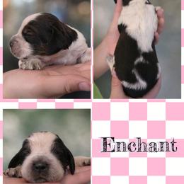 Enchant - Tri-Roan female English Springer Spaniel puppy in Florida from Thunderbird Springers