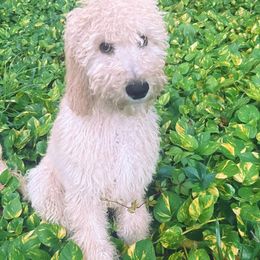 Aussiedoodle and Goldendoodle All Grown Up from Doodles&Danes