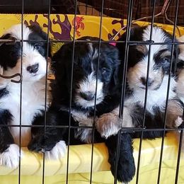 Sheepadoodle Puppies from Oak Valley Kennels