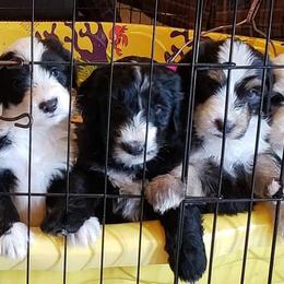 Sheepadoodle Puppies from Oak Valley Kennels