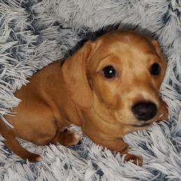 Dachshund Puppies from Dax Place