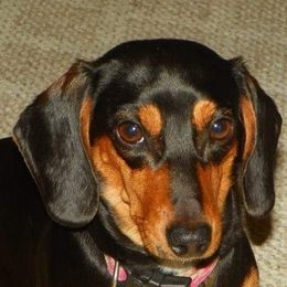 Dachshunds from Dani's Doxies