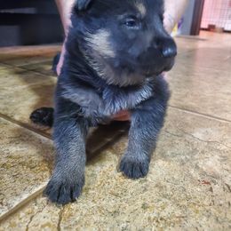 Girl 3 - Black and cream German Shepherd puppy in Freedom, New York from Hillside Shepards