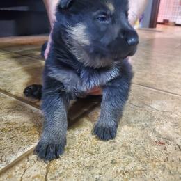 Girl 3 - Black and cream German Shepherd puppy in Freedom, New York from Hillside Shepards