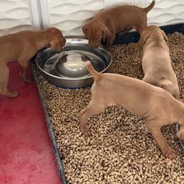 Vizsla Puppies from Firestone Vizslas