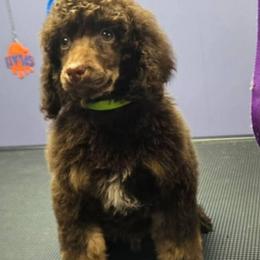 Green collar PHANTOM Boy - Black male Poodle puppy in Henagar, Alabama from Windy Oak Kennels