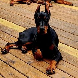 Doberman Pinscher Puppies from Eminent Dobermans