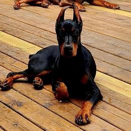 Doberman Pinscher Puppies from Eminent Dobermans