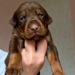 Doberman Project Tor - Red and rust male Doberman Pinscher puppy in Monroe, North Carolina from Artaks Home